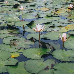 Meditation: The Creative Sanctuary Within & Without