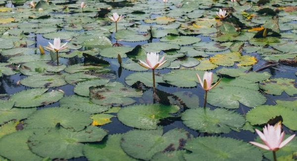 Meditation: The Creative Sanctuary Within & Without