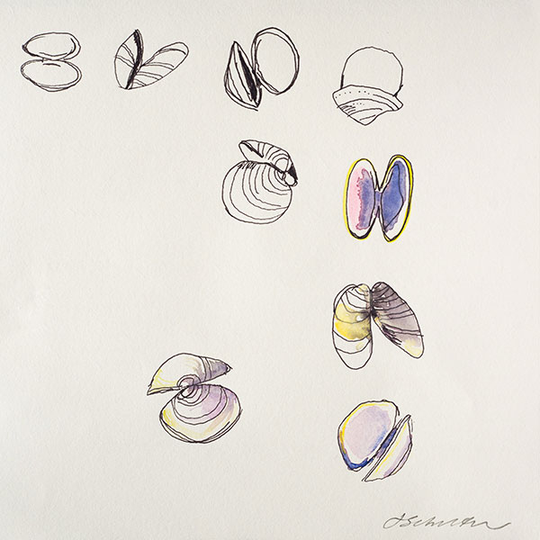 clams